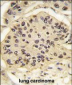 SOX2 Antibody 